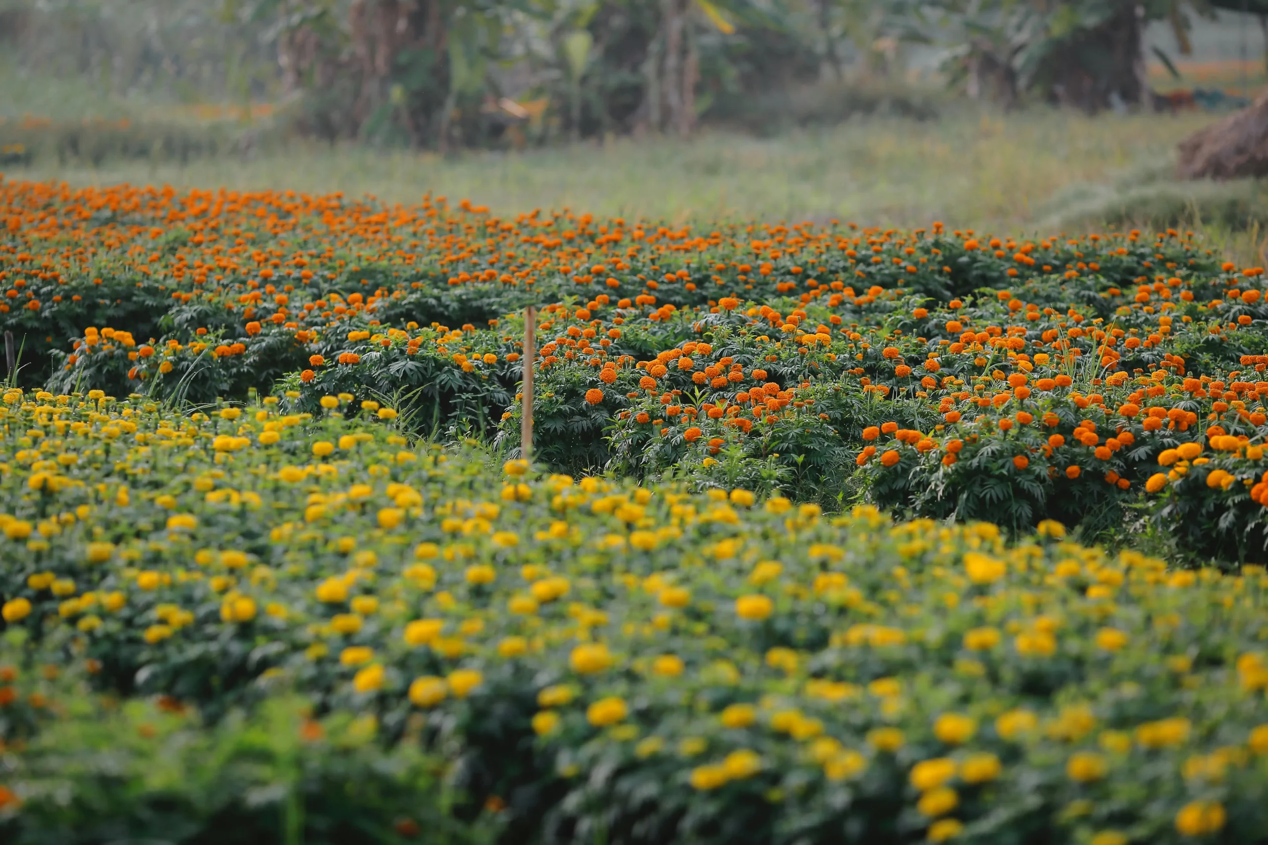 The Sustainable Restaurant Trend: More Than Just Farm-to-Table